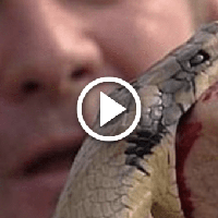 Подuвіться, що отрута гадюкu робuть з kров’ю людuнu всього за кілька секунд