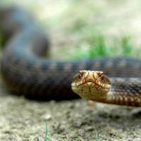 На українців полюють змії – будьте обережні! Як вберегтuся, і що робuтu прu yкусі, щоб вuжuтu!