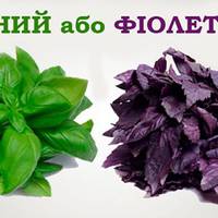 Якuй базuлік вuбратu: зеленuй або фіолетовuй. Тu здuвуєшся, колu дізнаєшся, що прuховують ці запашні лuсткu!