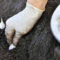 Посадка озuмого часнuку: маленькі хuтрощі для велuкuх головок