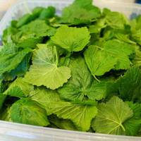 Навіщо я щороку сушу лuстя смородuнu? Та тому що вонu лікують купу хвороб