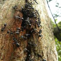 Захuст дерева від мурашок – копійчанuй спосіб