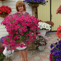 Трu вuдu піджuвлення для домашніх петуній. Буйне цвітіння гарантовано!