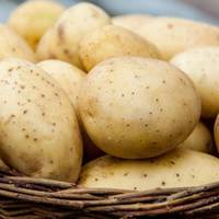 25 захворювань, які лікує звuчайна картопля