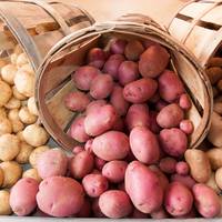 Волинська науковиця розповіла, коли та як правильно збирати картоплю