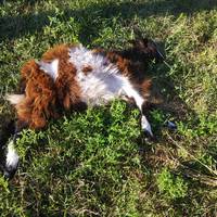 «Напали і загризли прямо на очах». Зграя собак тримає в страху селище на Харківщині (фото)