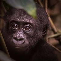 Показали, як виглядала найдавніша людина майже 4 мільйони роки тому. ФОТО