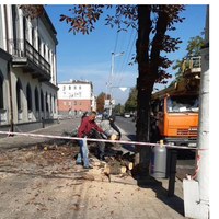 Попри показовий мораторій, дерева знищують просто під стінами міськради