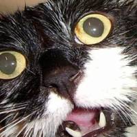 Скажений кіт покусав 9-річну дівчинку в Сторожинці та помер.