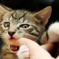 Що робити, якщо вас вкусила тварина: поради волинянам.