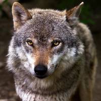 Виють посеред села та загризають кіз: фермерів тероризує зграя вовків