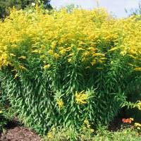 Не поступається амброзії і борщівнику: українців попереджають про небезпечну рослину