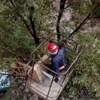 Маріупольців «рятують» від аварійних дерев