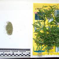 У квартирі 34-річного раніше судимого чернівчанина поліція вилучила 27 нарковмісних рослин.