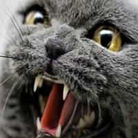 Домашній кіт покусав жінку на Буковині.