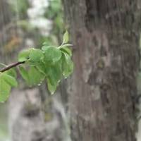 В Україну йдуть дощі й похолодання