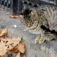 Мешканка Маріуполя просить визнати вуличних котів частиною екосистеми міста