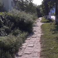 Досягла висоти людського зросту: у центрі волинського міста росте небезпечна рослина.