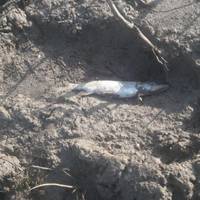 Стало відомо, чому масово загинула риба у Дністрі на Буковині.