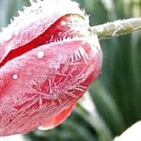 Наближаються заморозки