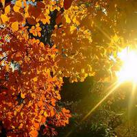 «Бабиному літу» бути!