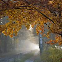 Синоптики розповіли, коли закінчиться «бабине літо» в Україні