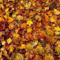 В листі знайшли труп напівроздягненої жінки