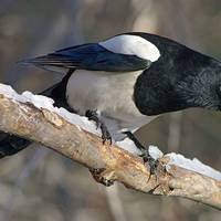 Іванів день (Проводи осені) 1 листопада: історія, традиції та прикмети свята