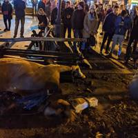 Коні у центрі Львова важко травмували 15-річну дівчину