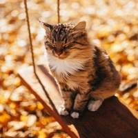 Ще одне «бабине літо»: українцям обіцяють потепління