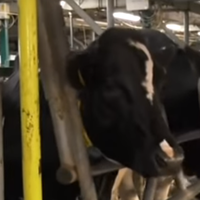 На фермі доярці затисло голову пневматичними воротами: жінка померла миттєво ВІДЕО