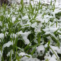 В Україну прийшли заморозки до -12