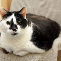 У Британії кішку посадили на сувору дієту