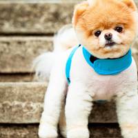 30 листопада традиційно відзначають всесвітній день домашніх тварин.