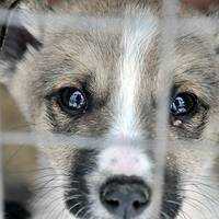 За знущання з тварин - штраф від 3400 гривень до восьми років позбавлення волі