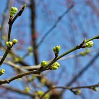 Синоптики передбачають незвичне тепло в Україні цього тижня