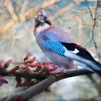 11 грудня — Сойчин день