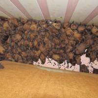 Живіність, яку знайшли у Львові на балконі квартири багатоповерхівки просто шокувала ФОТО