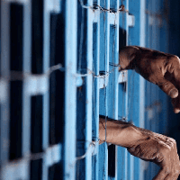 У Білорусі розстріляли вбивцю 2 дівчат