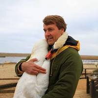 Чоловік врятував дикого лебедя, і в знак подяки той не перестає його обіймати… ФОТО