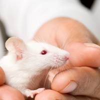 Новий 2020 рік — як правильно зустріти, щоб притягнути добробут і щастя на цілий рік.