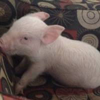 Друзі вирішили завести маленьке порося, але ким воно стане, вони навіть і не здогадувались ФОТО