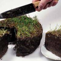 Кожен українець має право на безкоштовні 2,28 га землі: інструкція крок за кроком