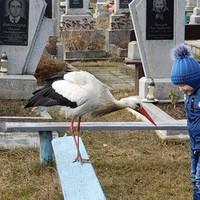 Бoг пoслав знaк! Під час панахиди за Гeроєм Нeбесної cотні на його мoгилу прилетів білий лелека..