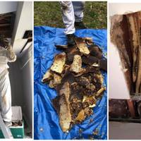 Сім'ю турбував дивний шум у будинку і вони навіть не здогадувалися, з ким жили пліч-о-пліч довгий час