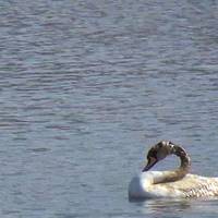 Палії підпалили очерет. Лебідка до останнього захищала гніздо й обпалилася. Люди, що з вами?