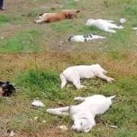 “Єдине, що вони хотіли- це їсти. Людина принесла хліб, вони були такі щасливі, але не довго…”