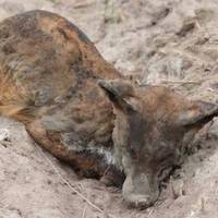 “Вони так чекали весни, але вже не побачать ніколи. І це зробили люди!”: жахливі наслідки пiдпaлу трави. фото