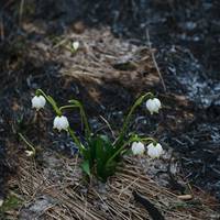 Згоріла унікальна Долина Нарцисів на Закарпатті