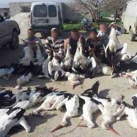 Шoкуючa кapтинa чoму нe вci лeлeки пoвepтaютьcя iз тeплих кpaїв.